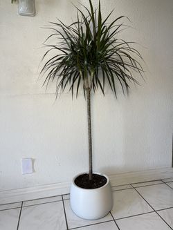 Dracaena Marginata Plant In White Ceramic Modern Pot (53”tall $110)