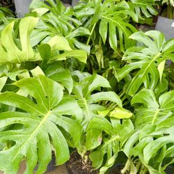 Plants (10”pot🌿Monstera Deliciosa 2 for $25) $15 each