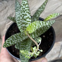 Scilla Violacea Silver Squill Plant 