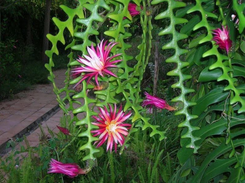 $5 | Very Fragrant Ric Rac Cactus | Zig Zag Cactus | Fishbone Cactus | Rooted | Flowering