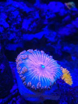 Rainbow Blastomusa