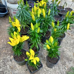 Lily Plant
