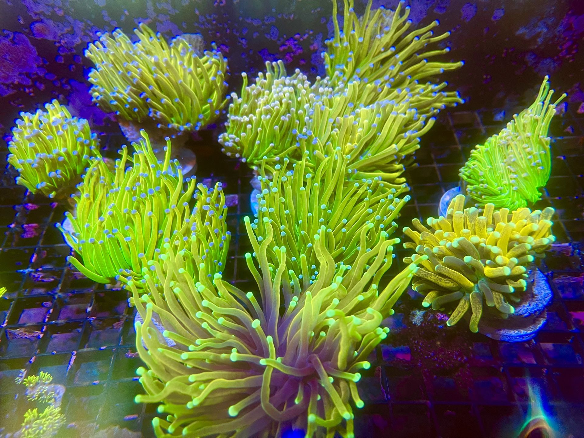 Holy Grail Torch Coral for Sale in Bellflower, CA OfferUp