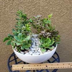 Succulent Arrangement