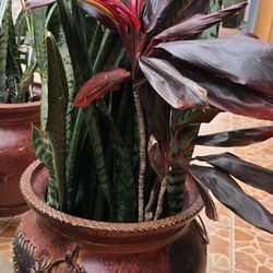 large plant pots Plua plants Plus Steel Stands