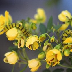 LIVE PLANT 3ft Bahama cassia Senna mexicana Chapman's Sensitive Plan BUTTERFLY