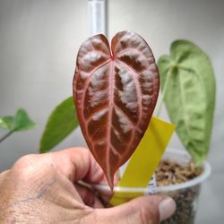 anthurium Philodendron Monstera Scindapsus And More