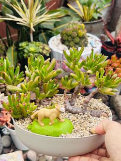 Jade plant