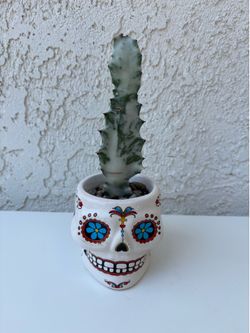 White Ghost Cactus