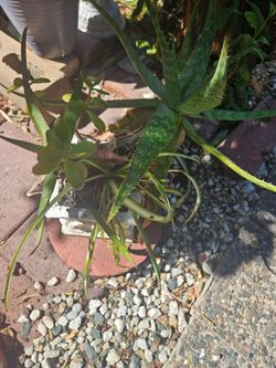Moving Plant sale $5 each