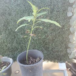 Avocado Tree