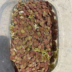 Red Root Floater