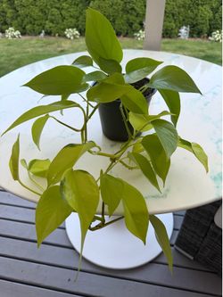 Lemon Lime Philodendron (Out/In Door Life Plant)