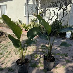 Bird Of Paradise 35$ Each