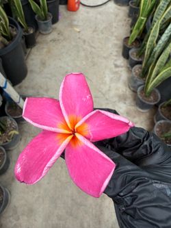Cutting plumeria