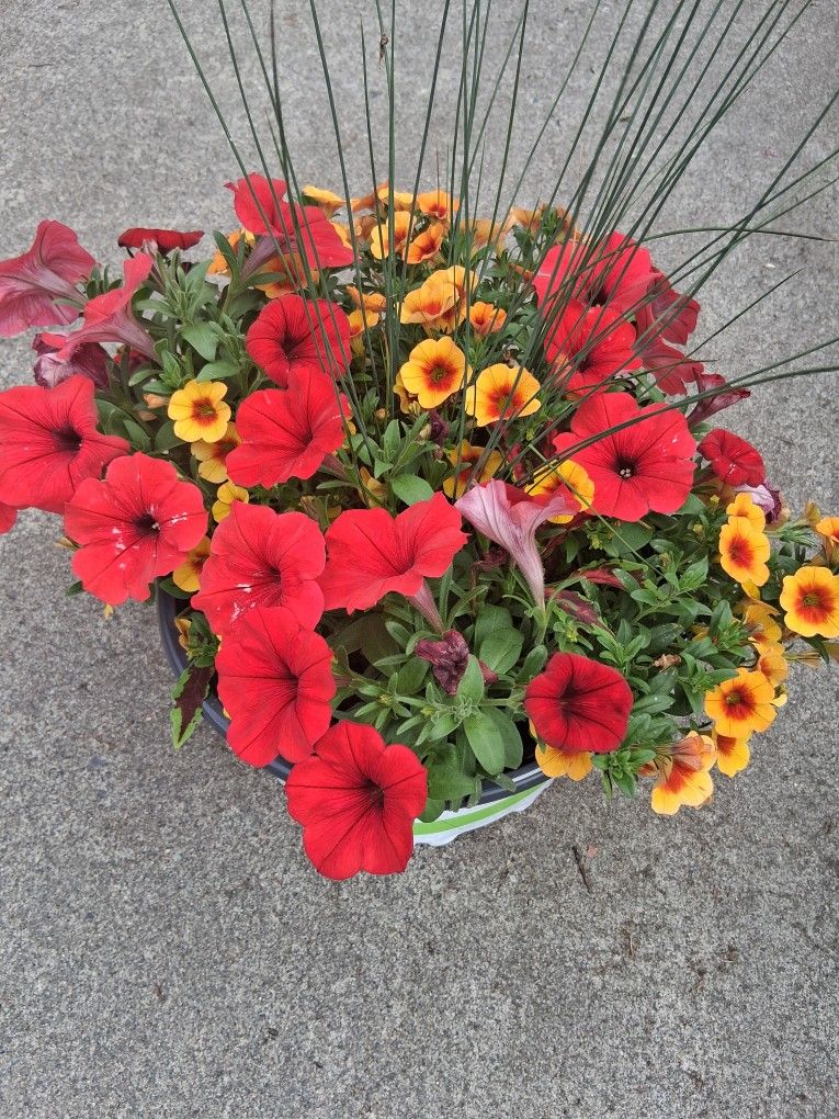 Petunia Flower Pot