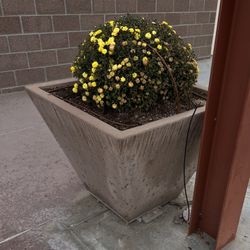 Large Cement Planters 