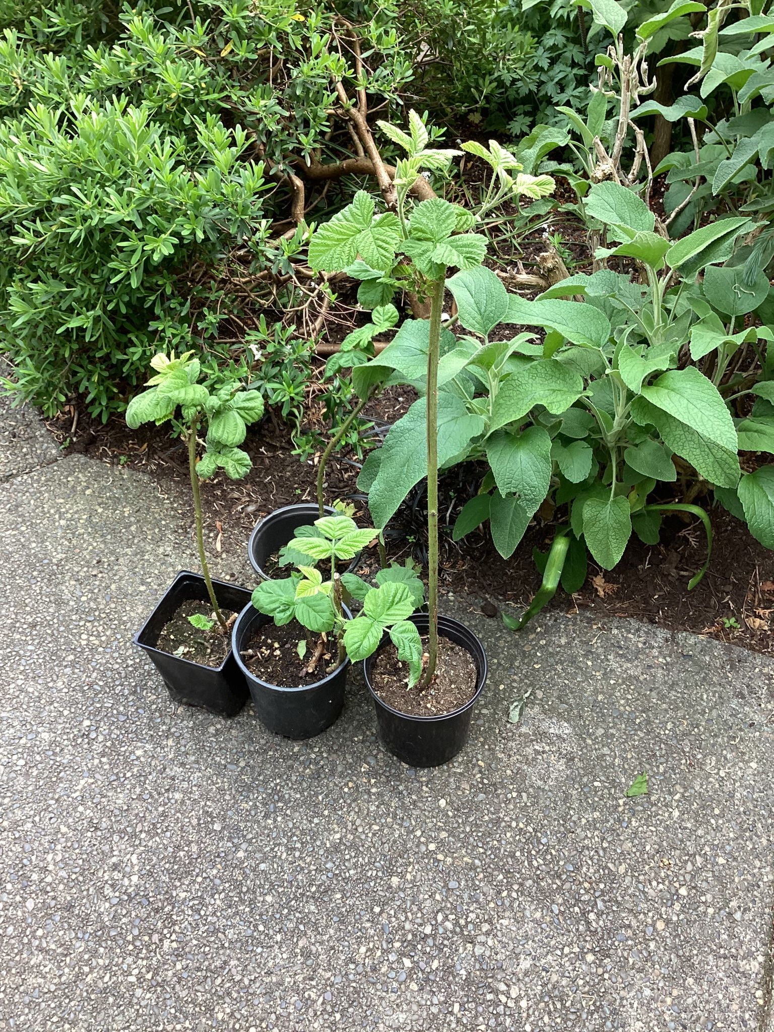 Marionberry Plants for Sale in Seattle, WA OfferUp