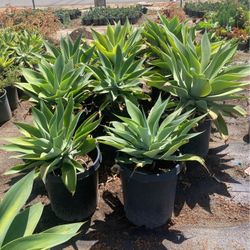 Plants