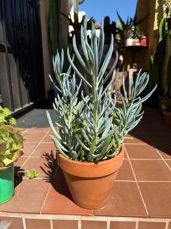 Blue Chalk Sticks Succulent in Terra Cotta Pot