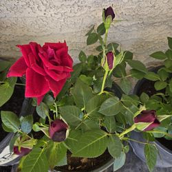 1.75 gallons 20" high rose plant