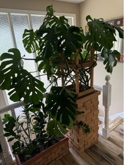Monstera