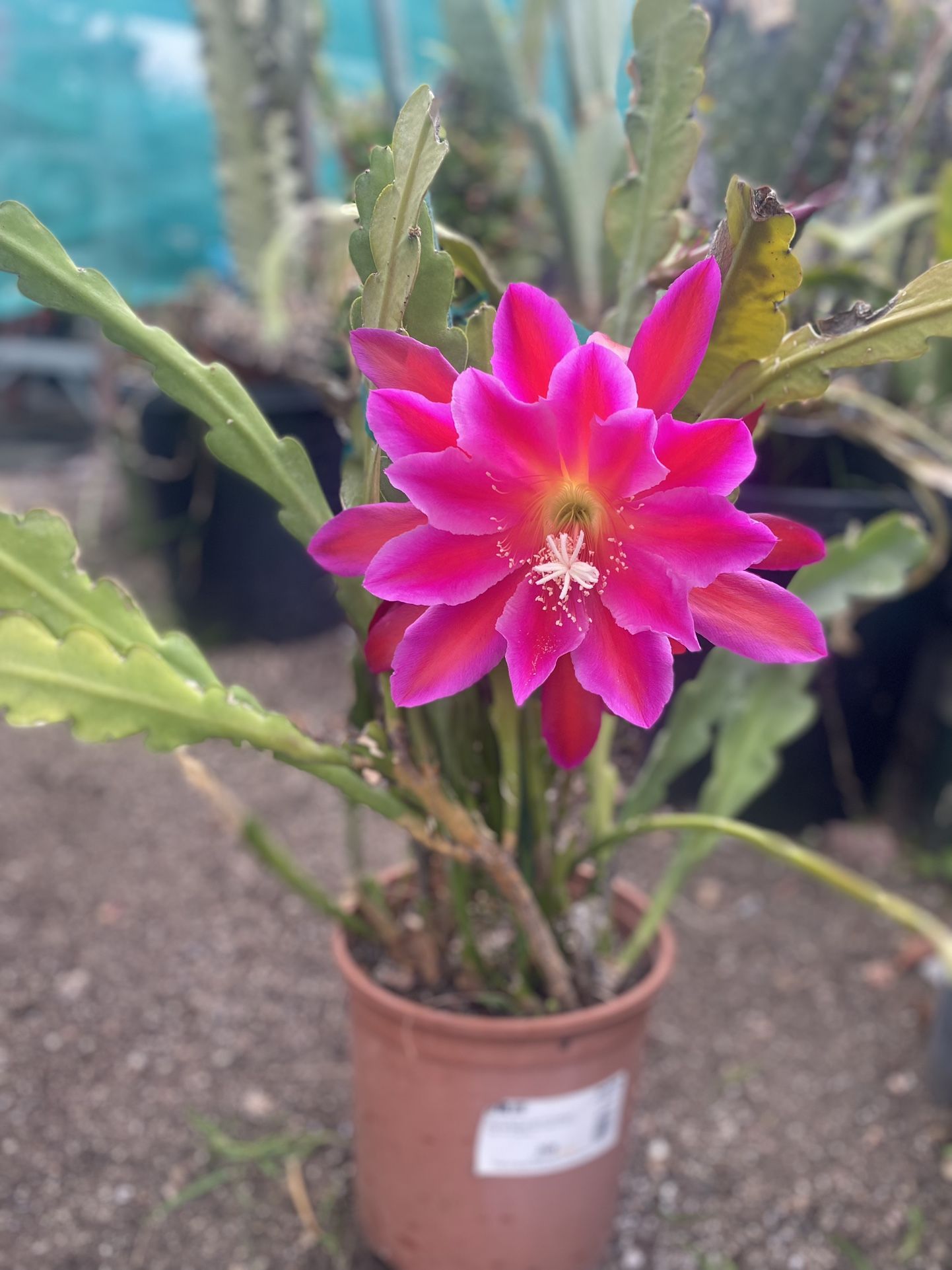 Epiphyllum Orchid Ca Tus Blooming Plant, In 3 Gallóns Pot Pick Up Only
