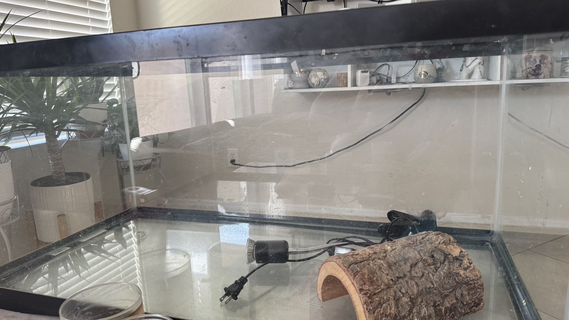 40 gallon tank terrarium 