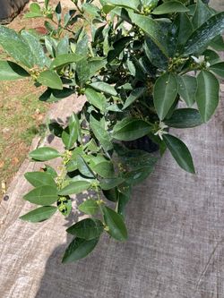 Tangerine Trees With Fruits.