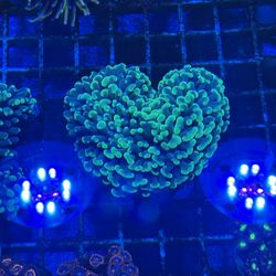 Fake Decoration Coral