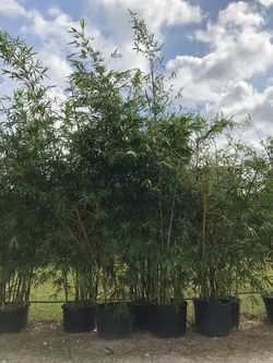 Old Hamii Bamboo Plants!!