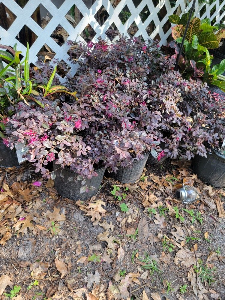Plantas Para Jardin