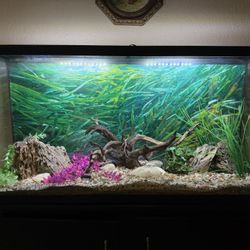 Fish Tank 75 Gallons 
