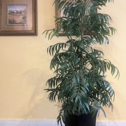 Beautiful Tree From Haverty’s Furniture Store 