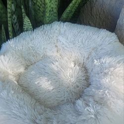 Pet Bed, Small