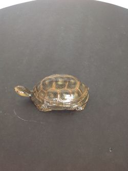 Turtles