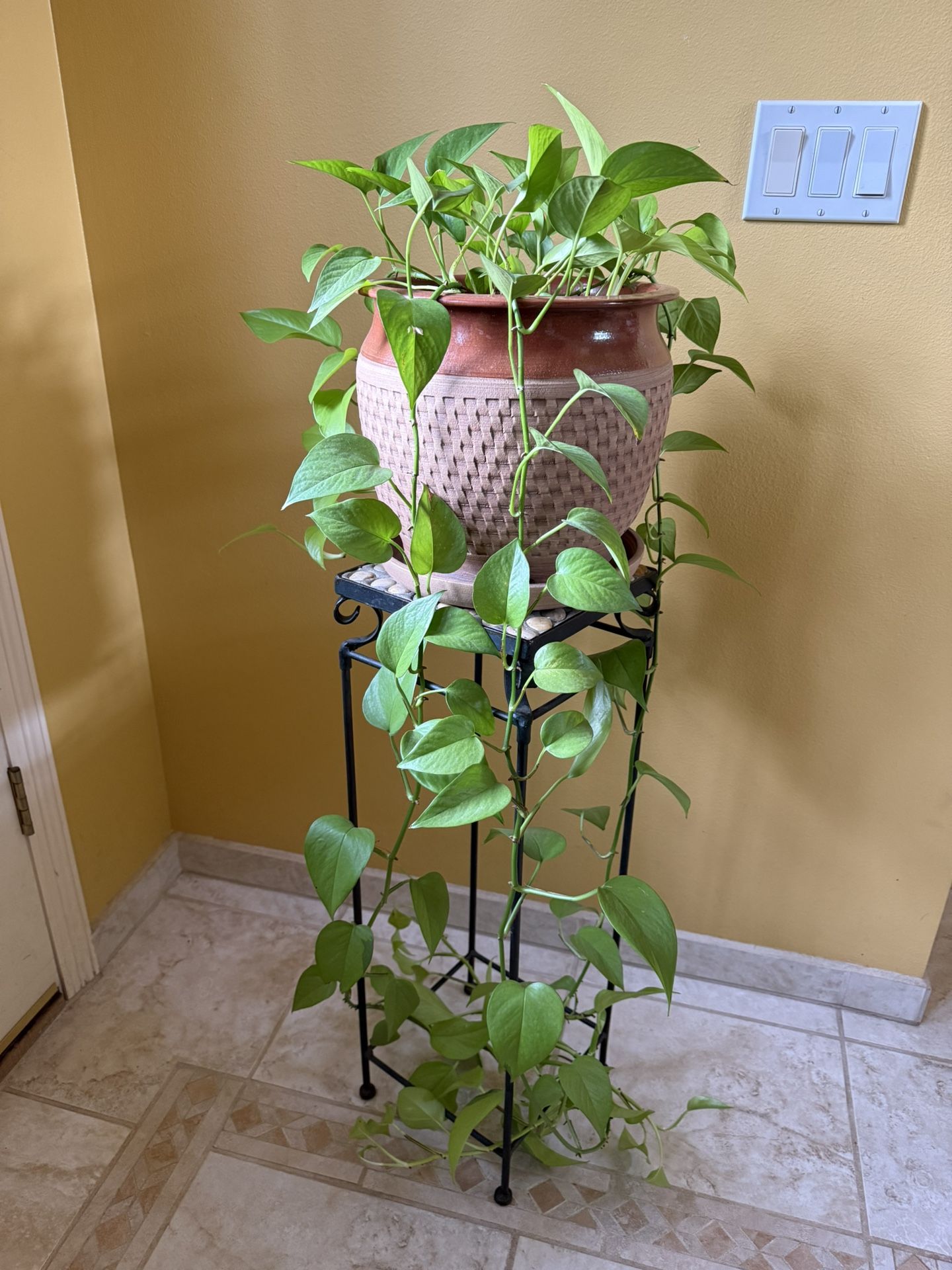 Large Neon Pothos House Plant in a Ceramic Planter Pot with Drainage
