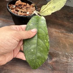 Rare Hoya Nong Nooch 