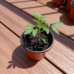 Cherry Tomato Plant 