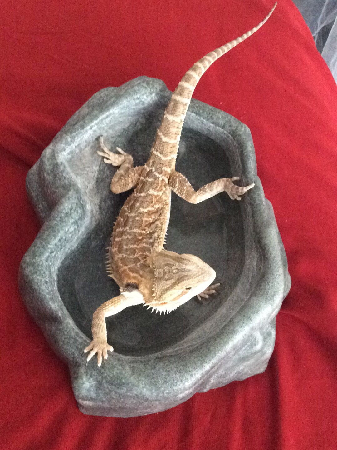 Reptile Decor Accessories And Supplies (will Negotiate Prices Shoot Me A Price)