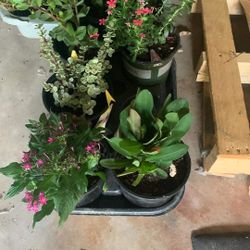 Plants 