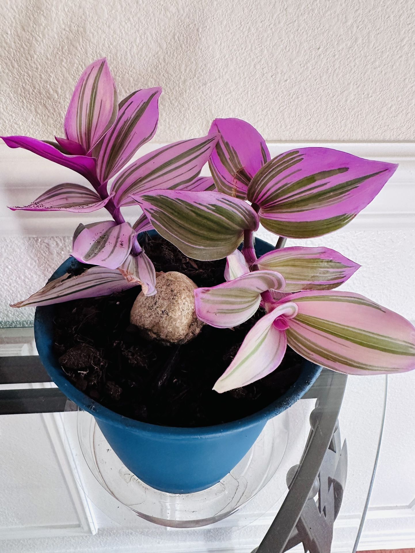Rare Nanouk Pink Tradescantia In A 6”Pot