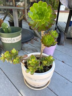 Healthy succulents in a ceramic pot.