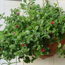 Apetanias Plants Canasta 