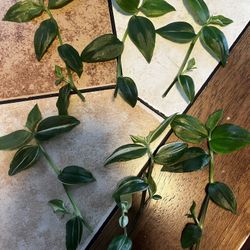 Tradescantia Albo Plant Cuttings 