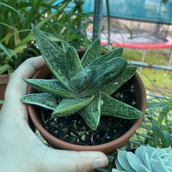 Succulent In Terracotta 