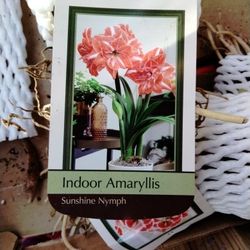 Amaryllis