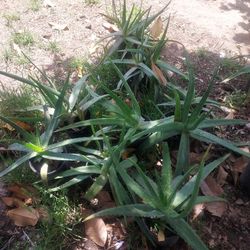 Aloe Vera