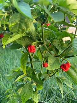 Fruiting and flowering Insanely Hot Carolina Reaper Spicy 🌶️ Peppers Chili Pepper Veggie Vegetable Garden around 3 FT Tall
