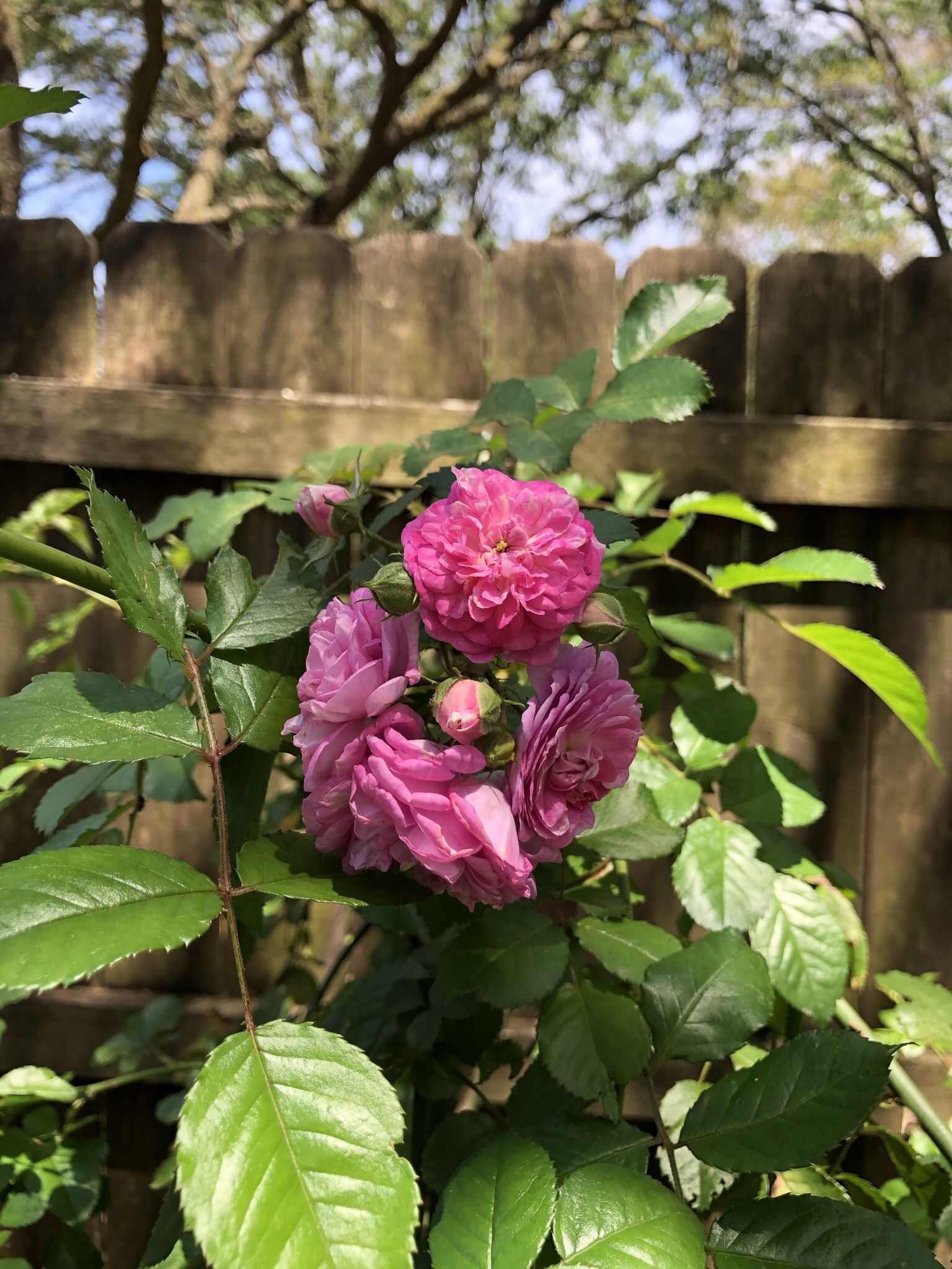 7 Sisters Pink Vining Rose Bushes